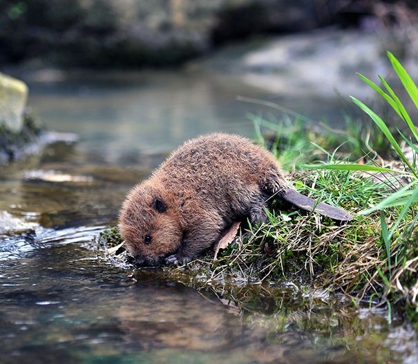 Images of Beaver | 605x527
