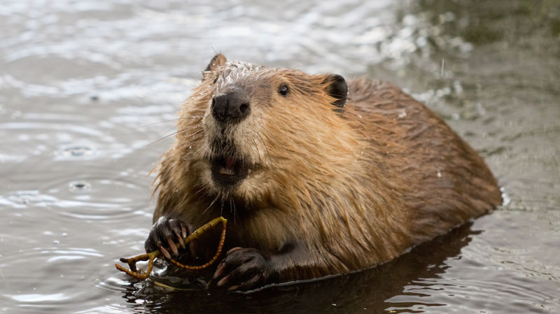 Amazing Beaver Pictures & Backgrounds