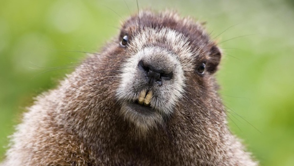 HD Quality Wallpaper | Collection: Animal, 600x338 Beaver