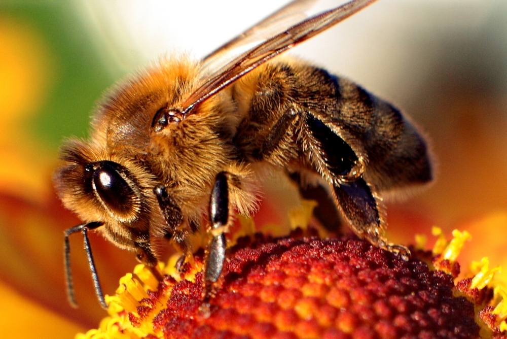 Images of Bee | 1000x668