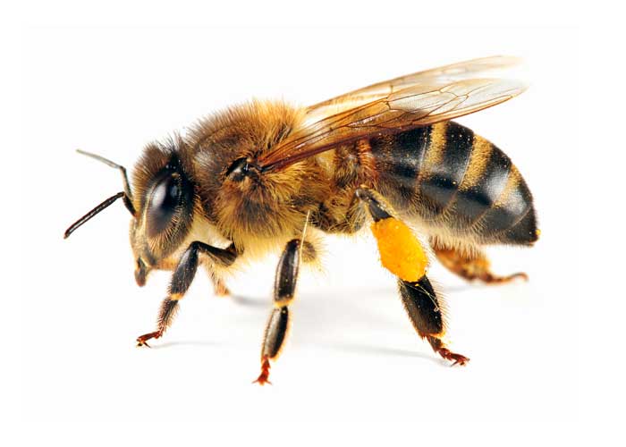 Bee Pics, Animal Collection