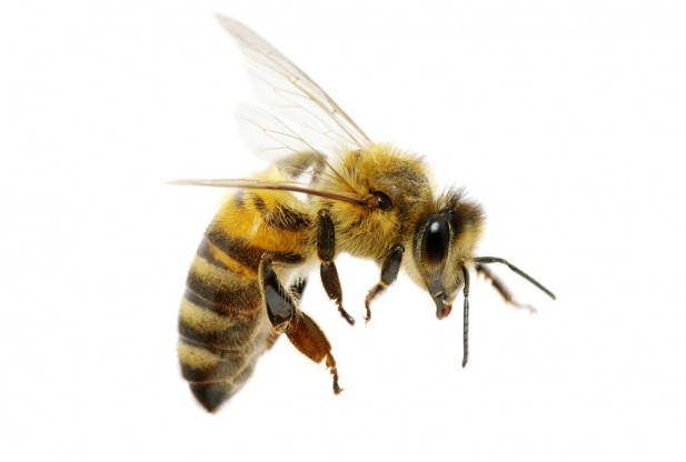 Bee #15