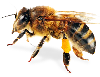 Images of Bee | 402x310