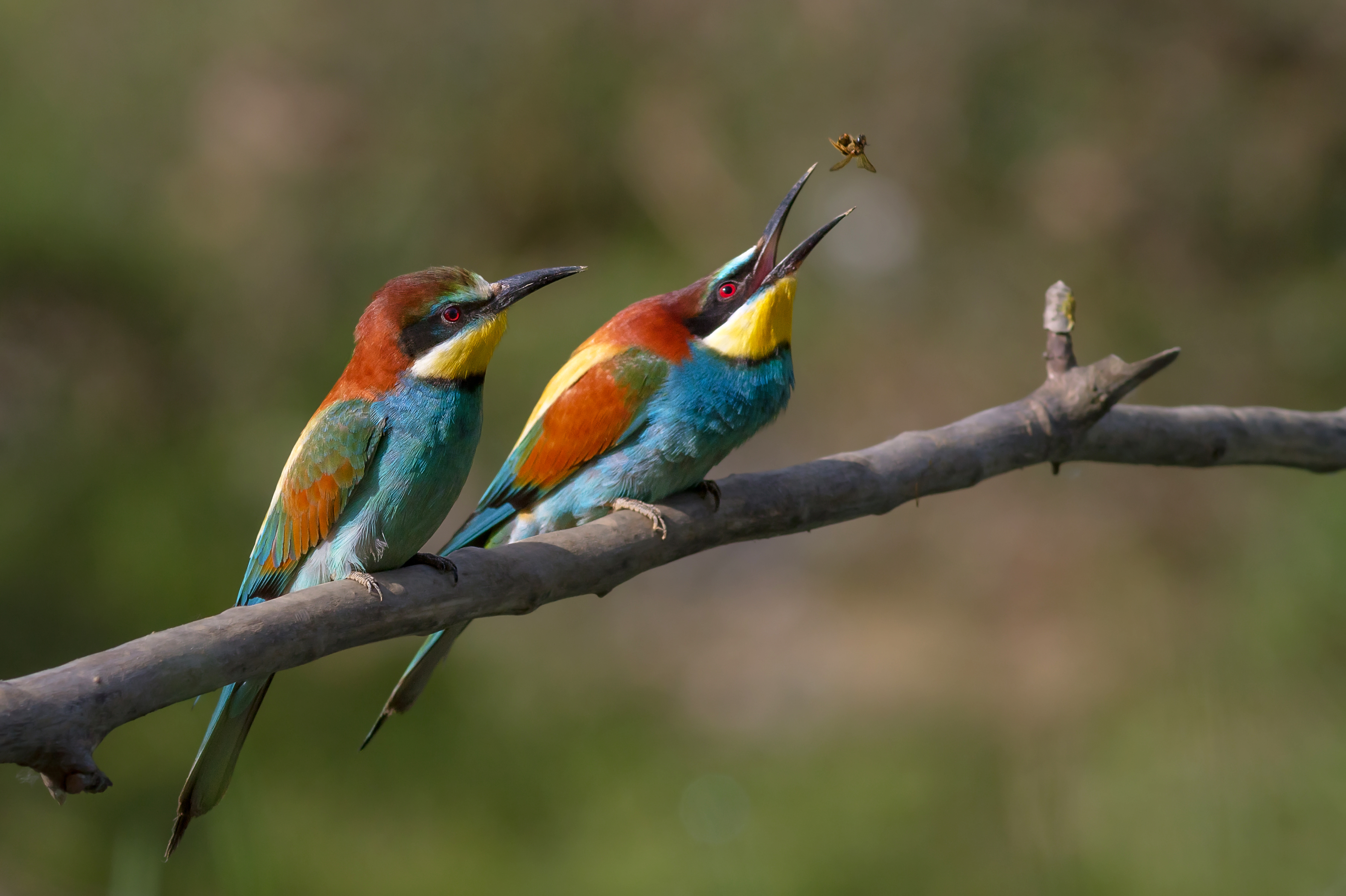 Nice wallpapers Bee-eater 3570x2378px