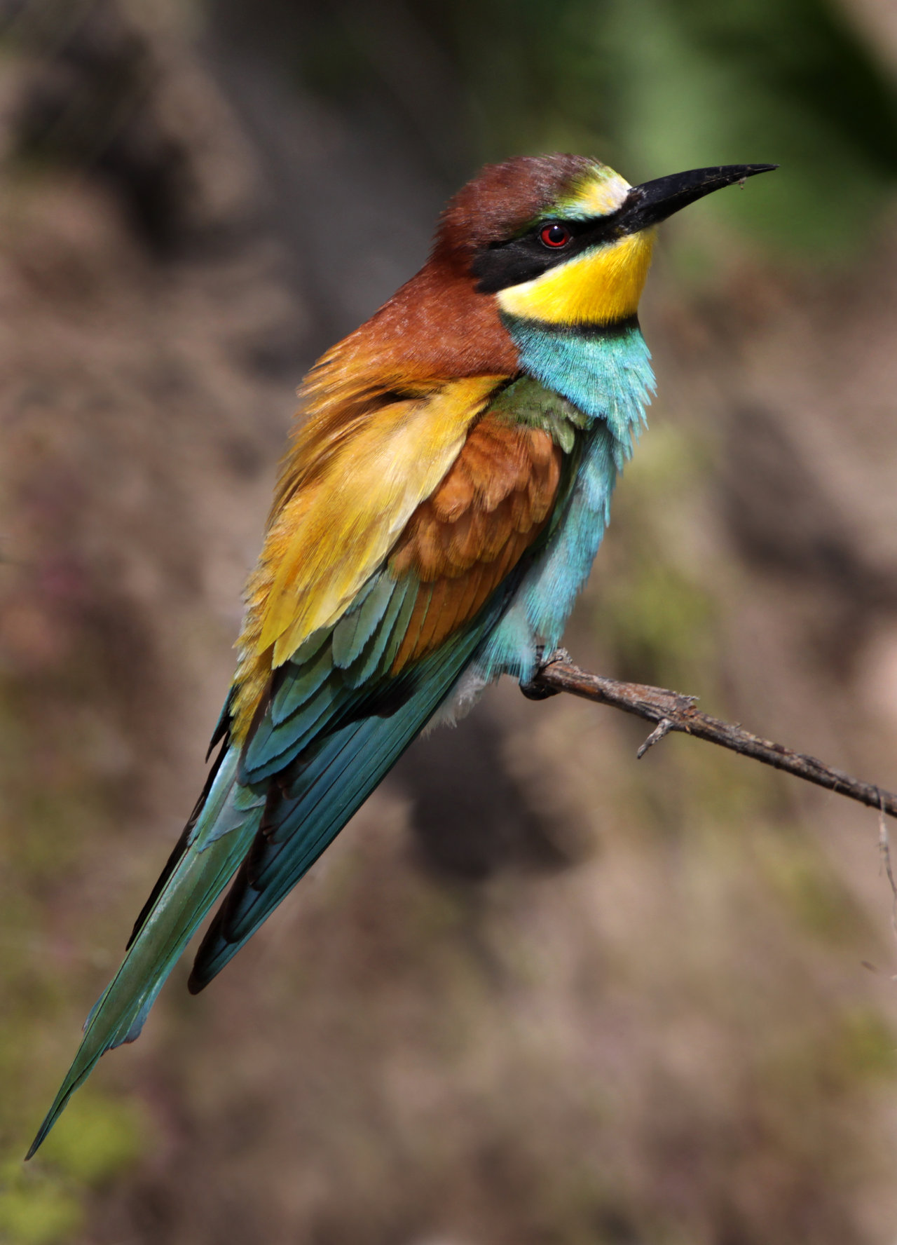 Images of European Bee-eater | 1280x1776