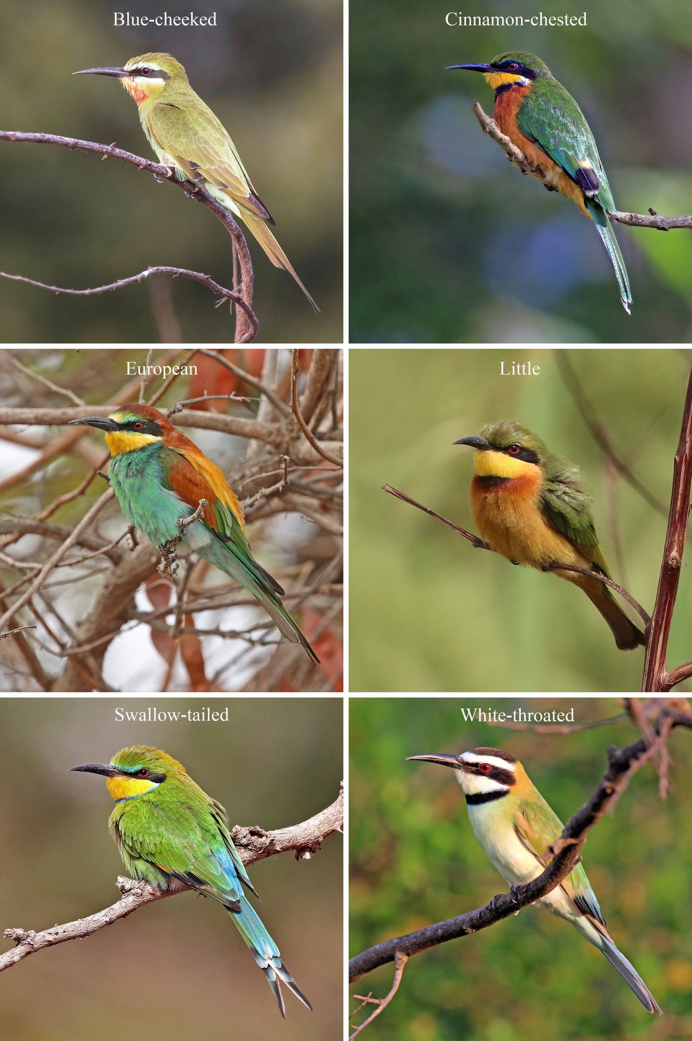 Nice Images Collection: Bee-eater Desktop Wallpapers