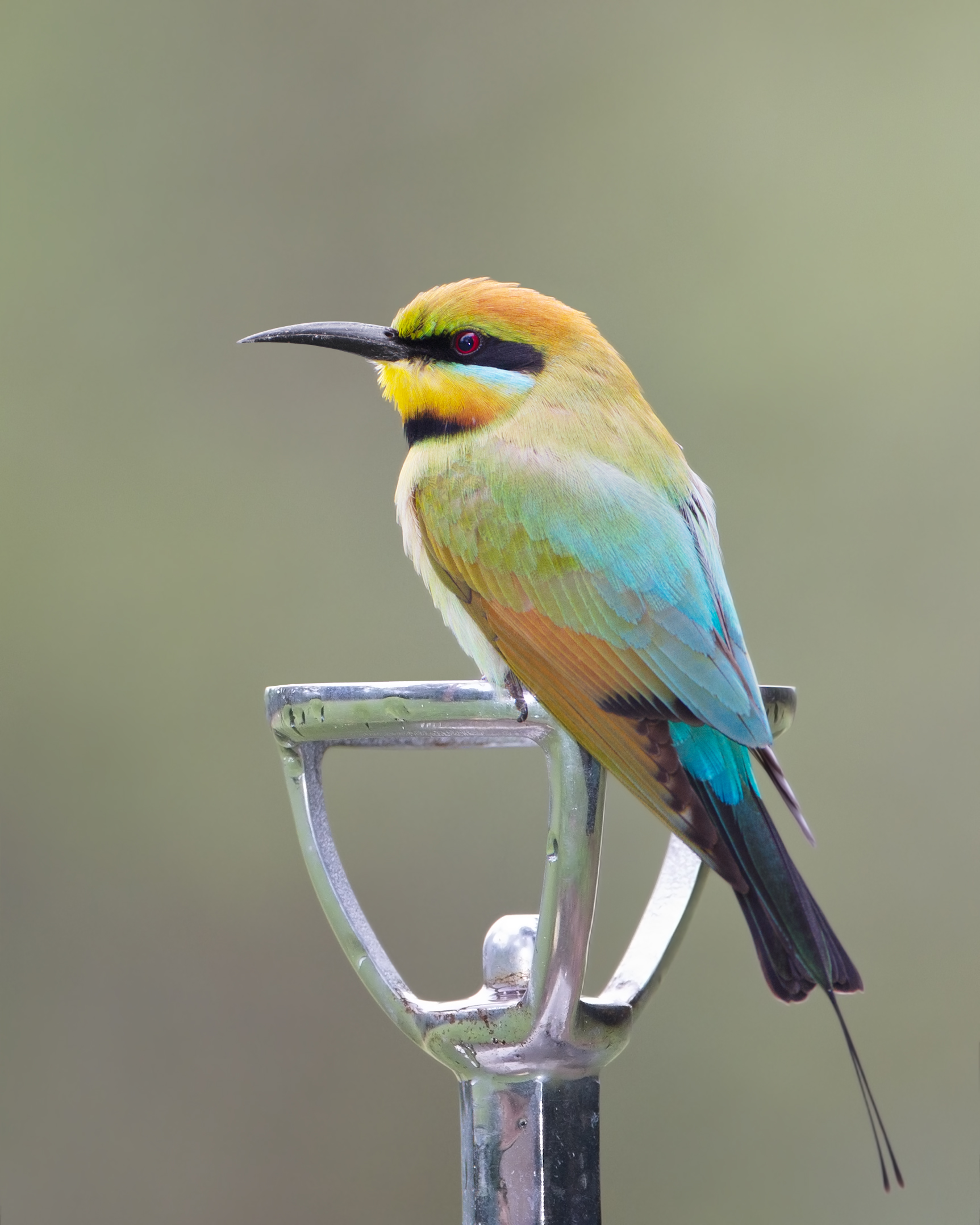 Bee-eater #3