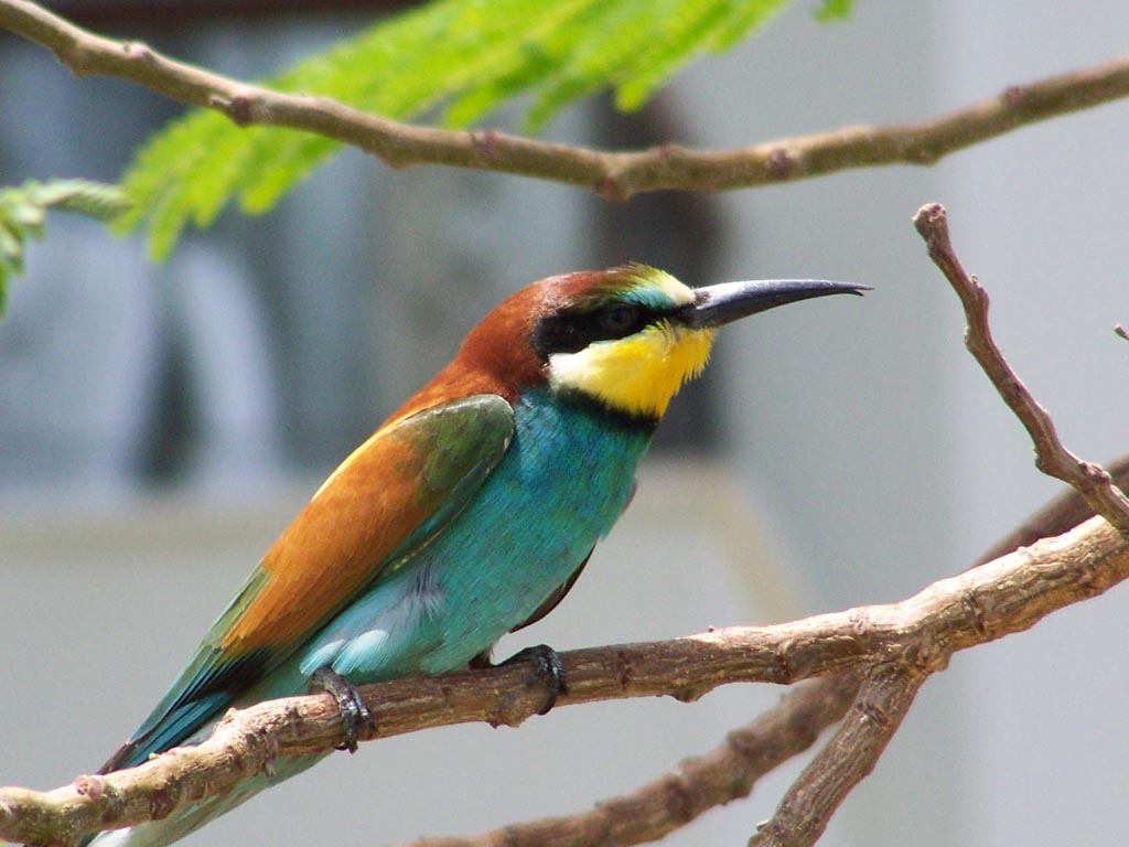 Bee-eater #4