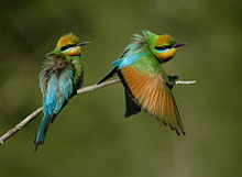 Amazing Bee-eater Pictures & Backgrounds