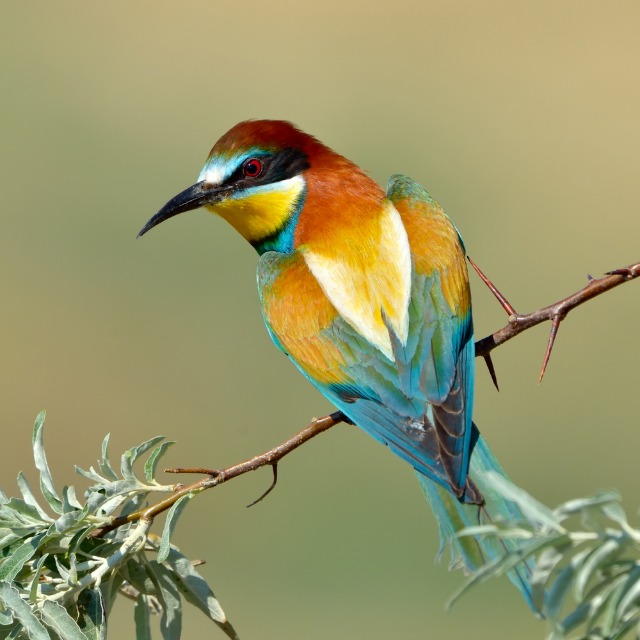 HQ Bee-eater Wallpapers | File 72.98Kb