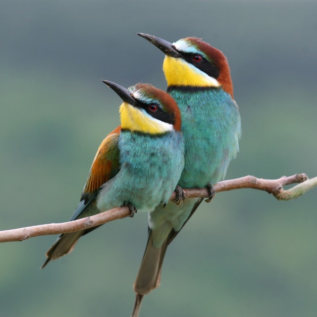 Images of Bee-eater | 640x640