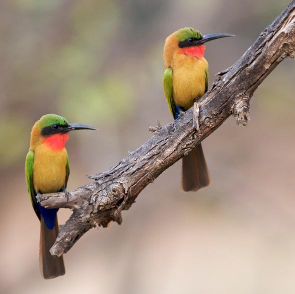 Bee-eater Pics, Animal Collection