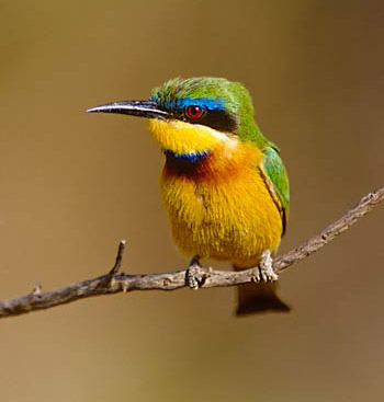 Bee-eater Backgrounds, Compatible - PC, Mobile, Gadgets| 350x367 px