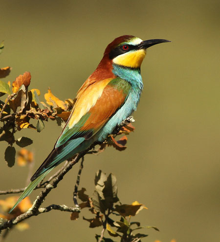 Bee-eater Backgrounds, Compatible - PC, Mobile, Gadgets| 450x496 px