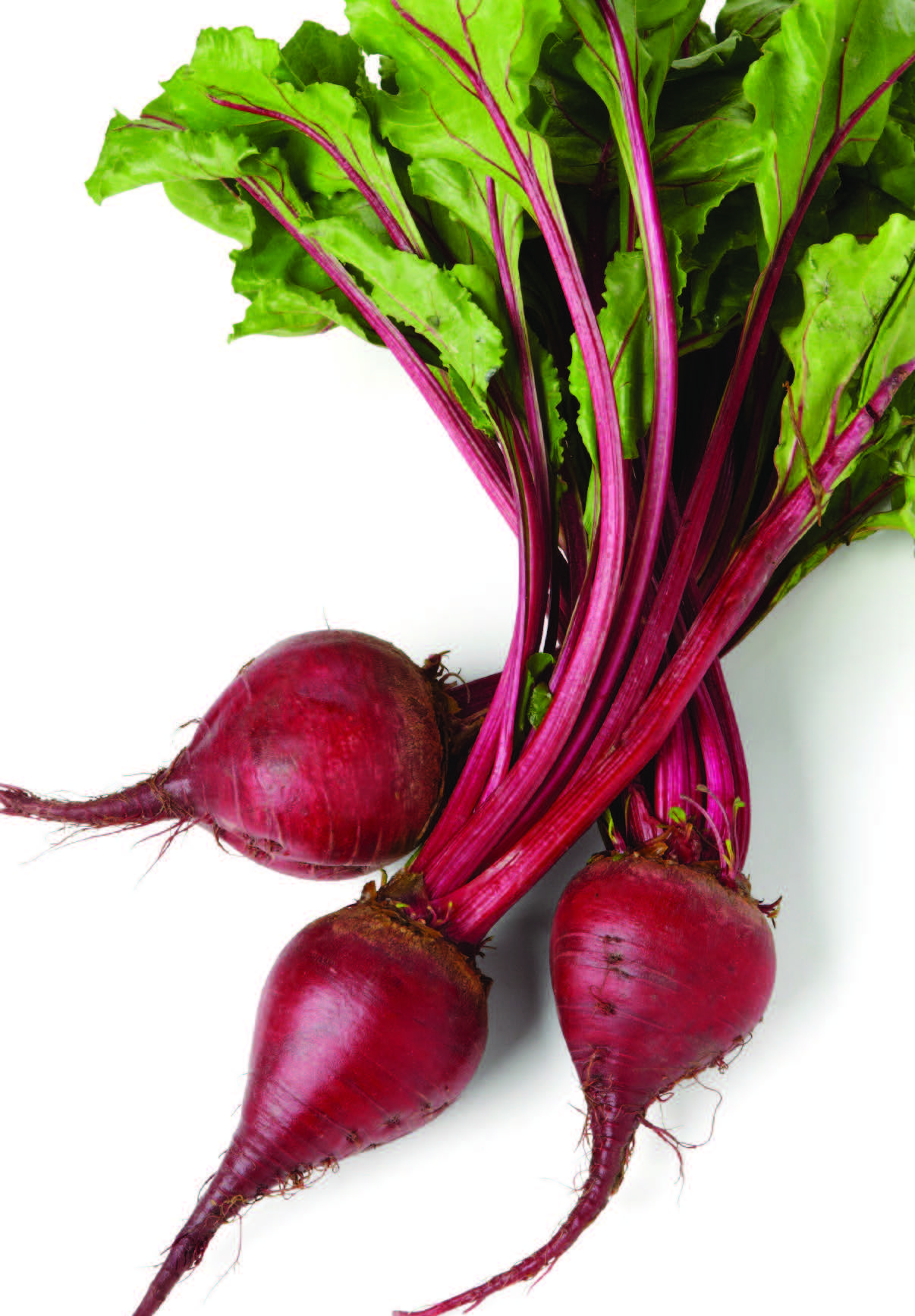 Beet High Quality Background on Wallpapers Vista