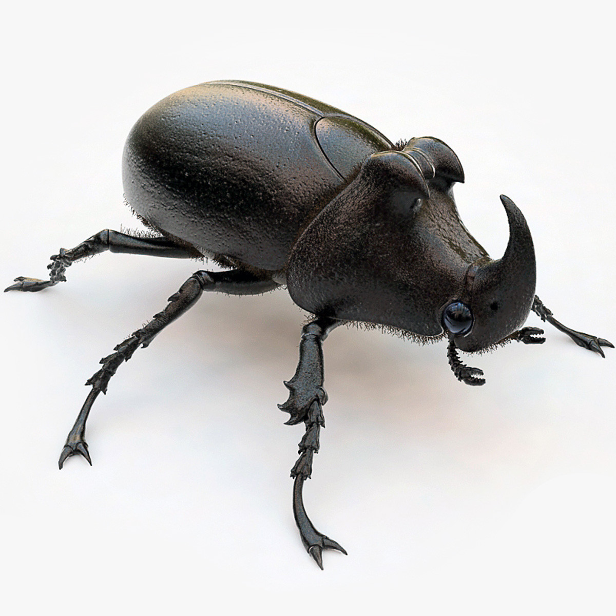 Beetle Backgrounds on Wallpapers Vista