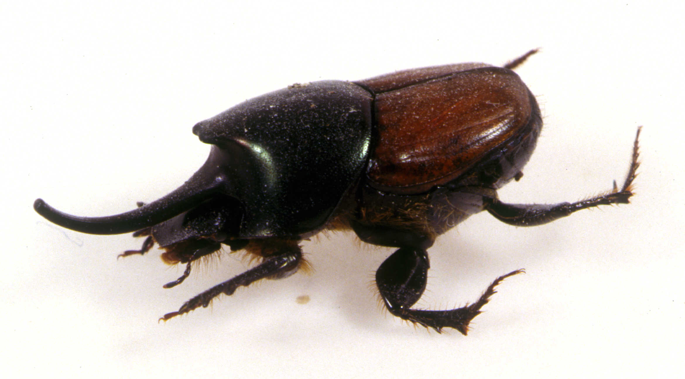 Dung Beetle #1