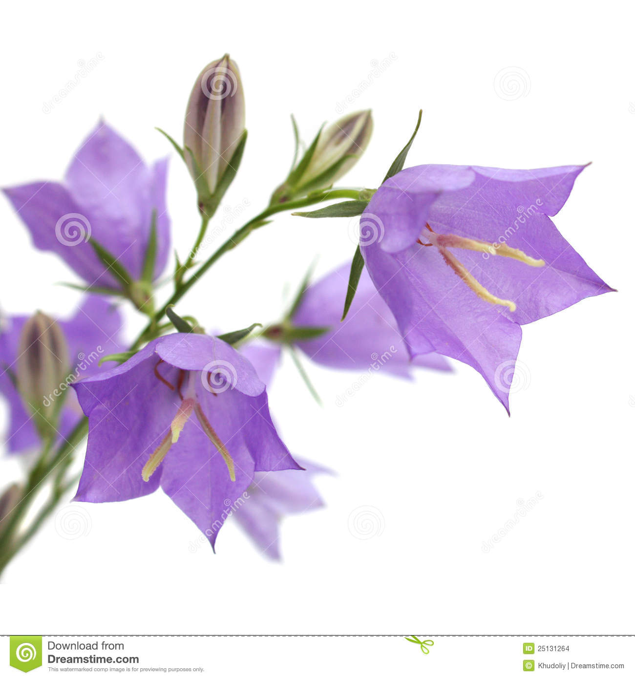 Bellflower Backgrounds, Compatible - PC, Mobile, Gadgets| 1300x1390 px