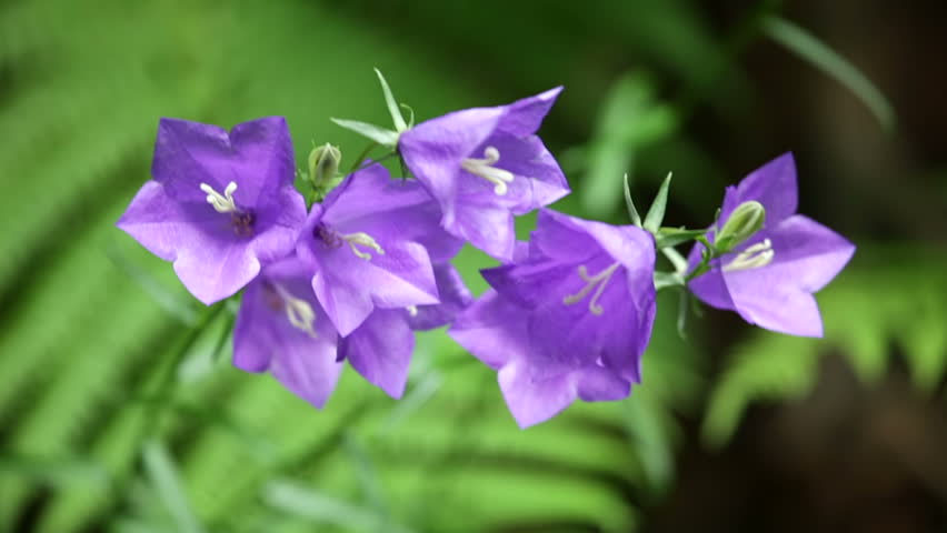 Bellflower Backgrounds, Compatible - PC, Mobile, Gadgets| 852x480 px