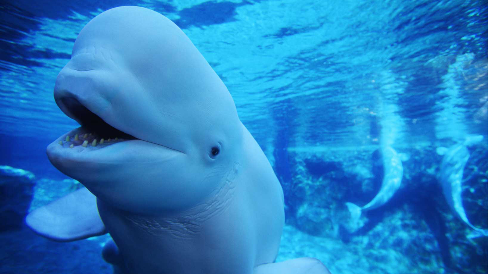 Nice wallpapers Beluga Whale 1600x900px