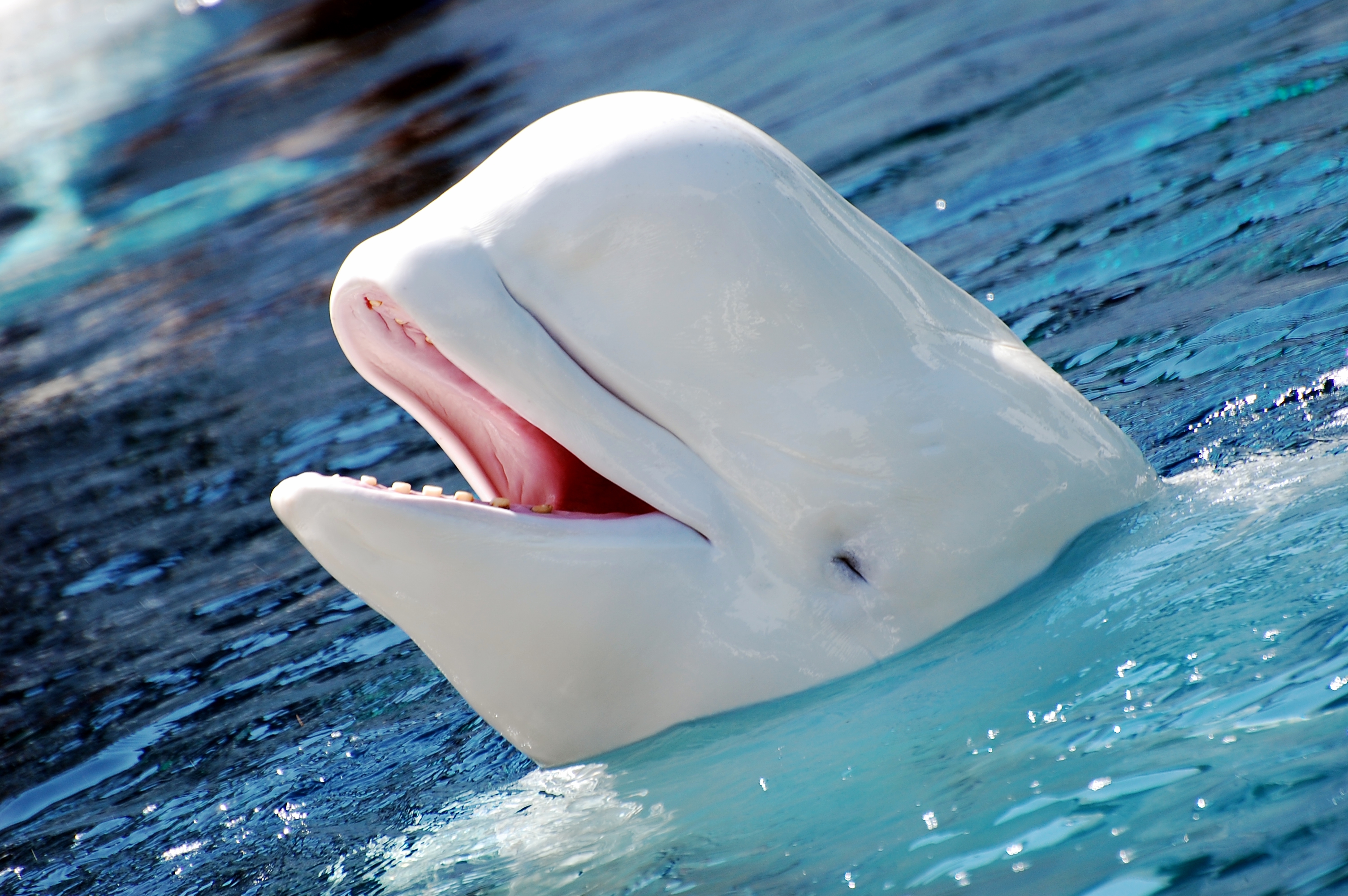 HD Quality Wallpaper | Collection: Animal, 3008x2000 Beluga Whale