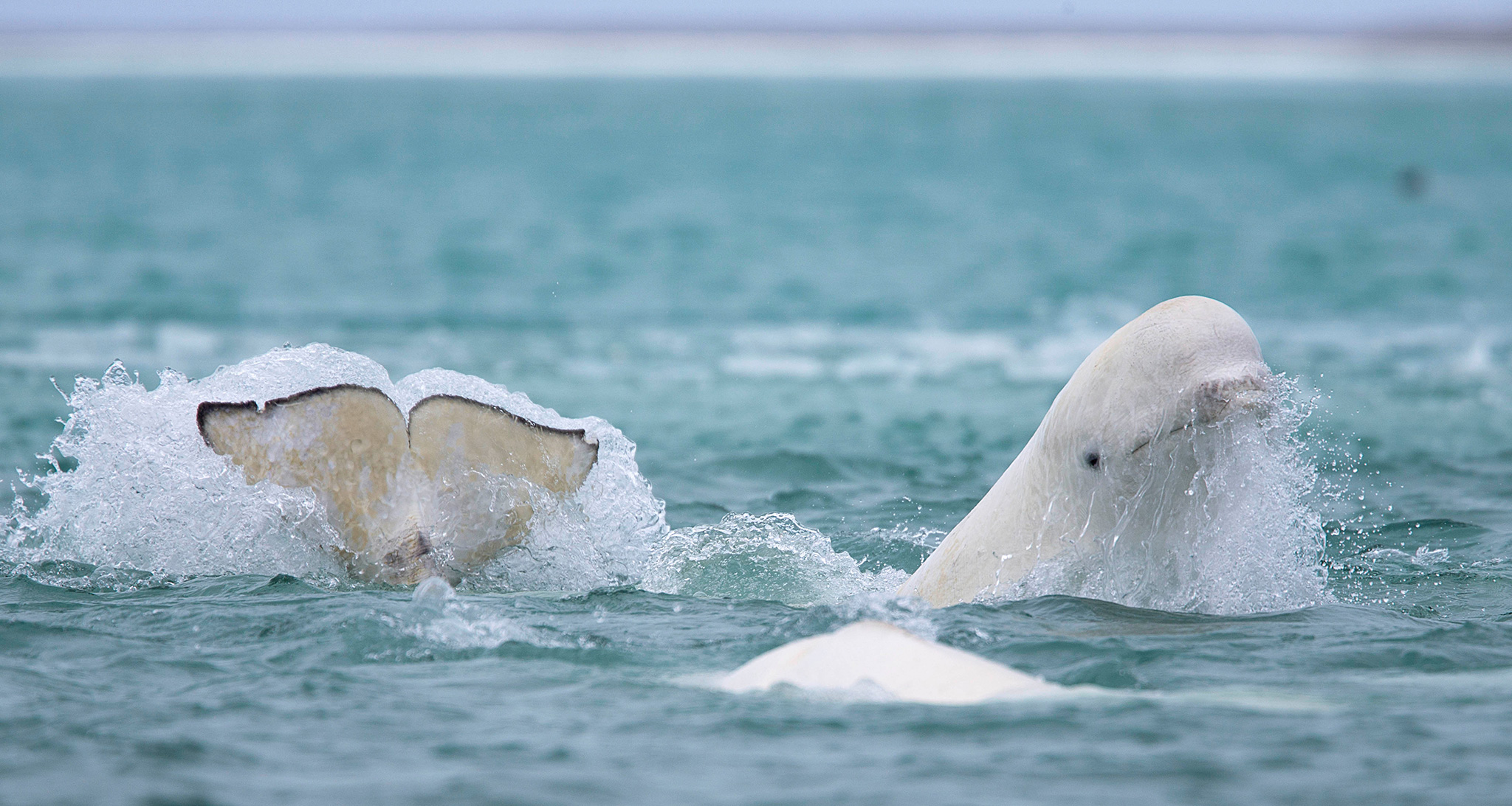 Beluga Whale Pics, Animal Collection