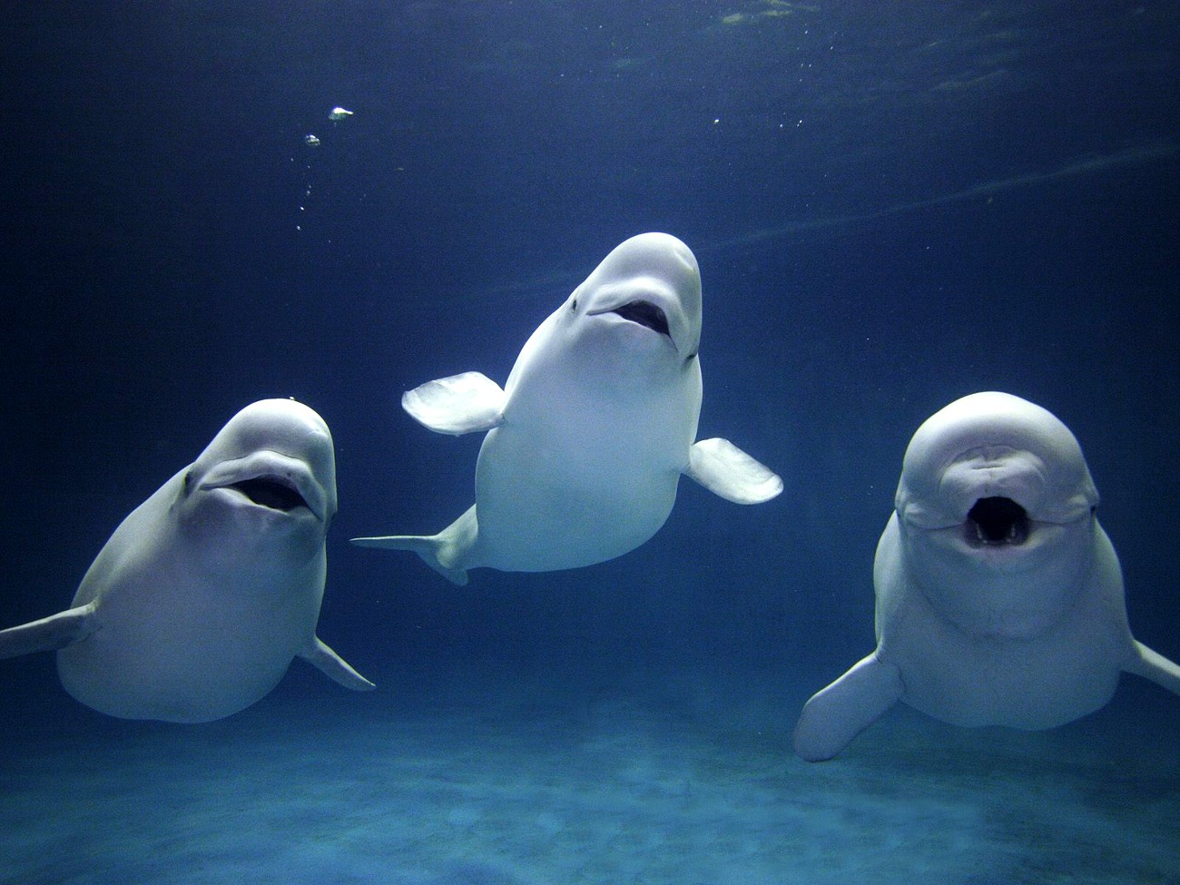 Beluga Whale Backgrounds, Compatible - PC, Mobile, Gadgets| 1300x975 px