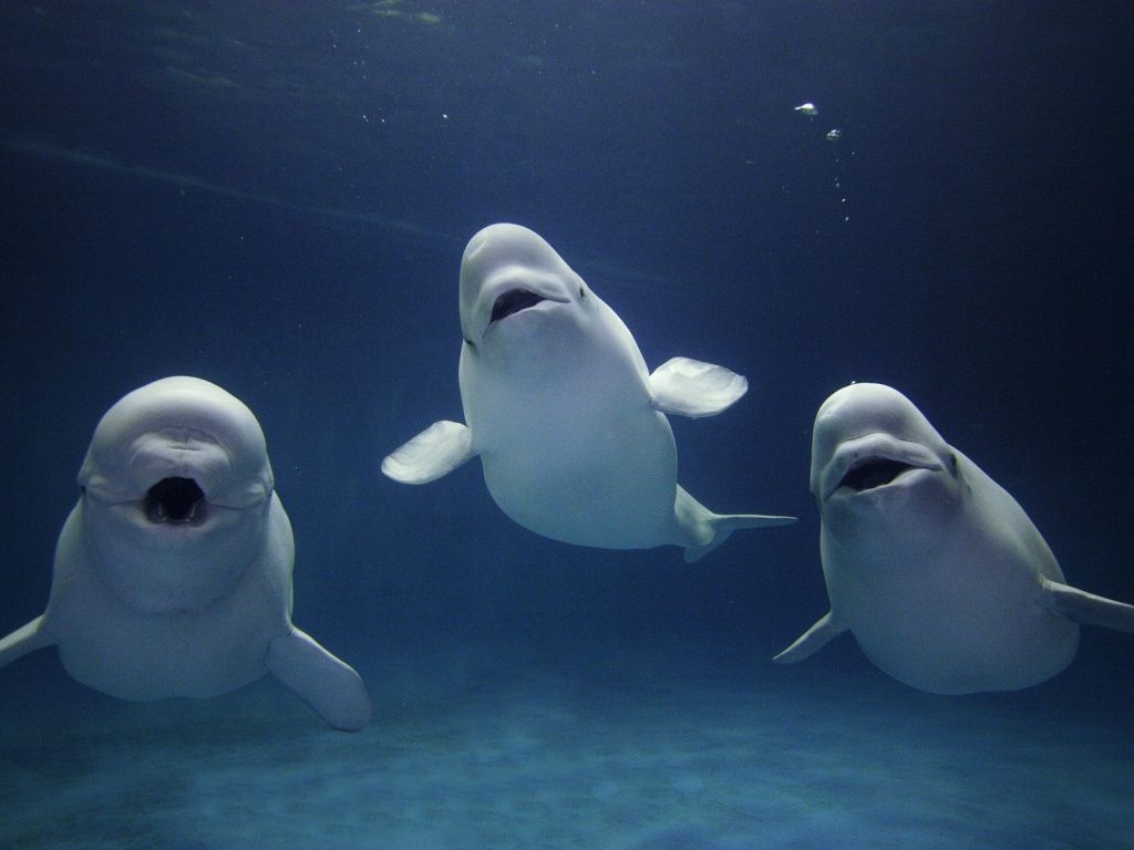 Images of Beluga Whale | 1024x768