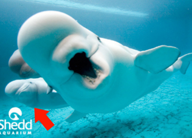 HD Quality Wallpaper | Collection: Animal, 660x475 Beluga Whale