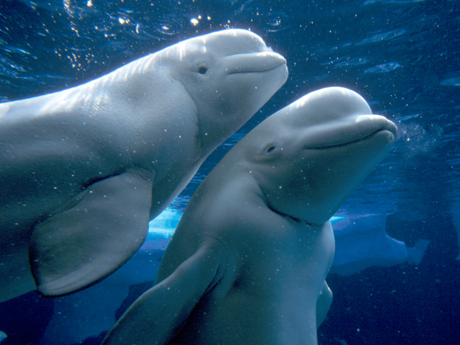 Amazing Beluga Whale Pictures & Backgrounds