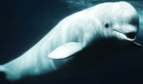 Nice Images Collection: Beluga Whale Desktop Wallpapers