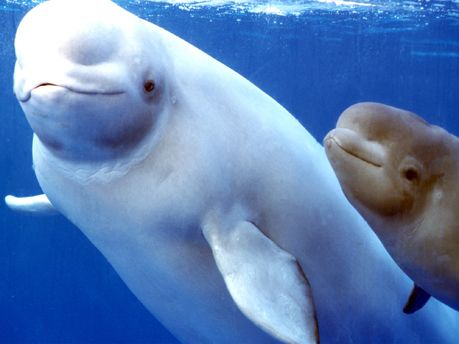 Nice wallpapers Beluga Whale 459x344px