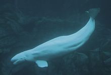 HD Quality Wallpaper | Collection: Animal, 220x149 Beluga Whale