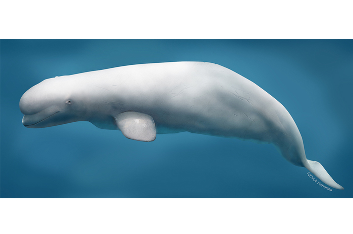 Images of Beluga Whale | 700x465