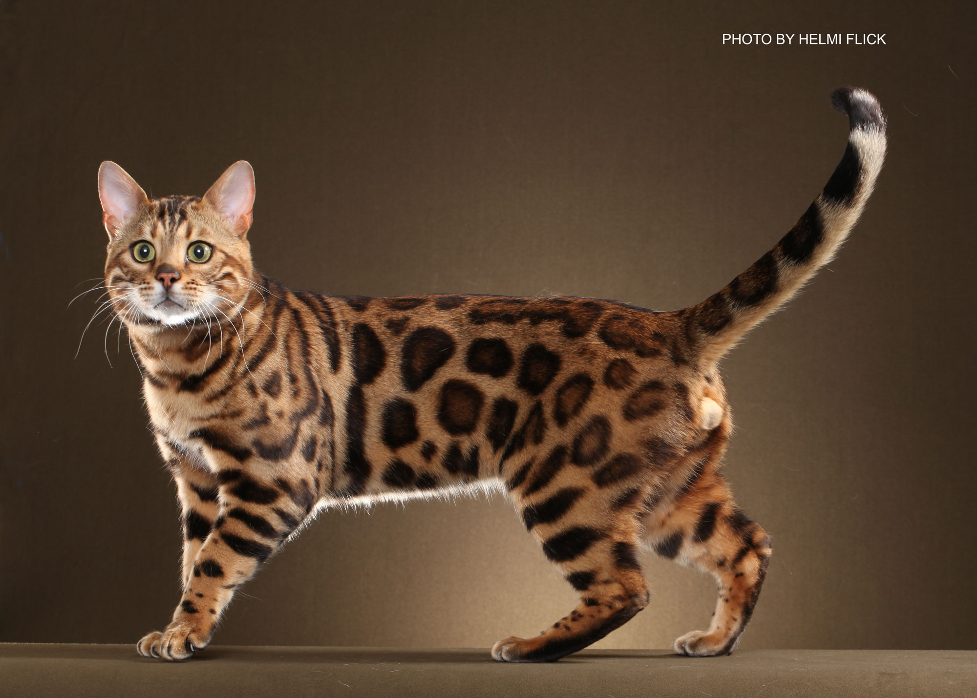 Bengal Cat Backgrounds on Wallpapers Vista
