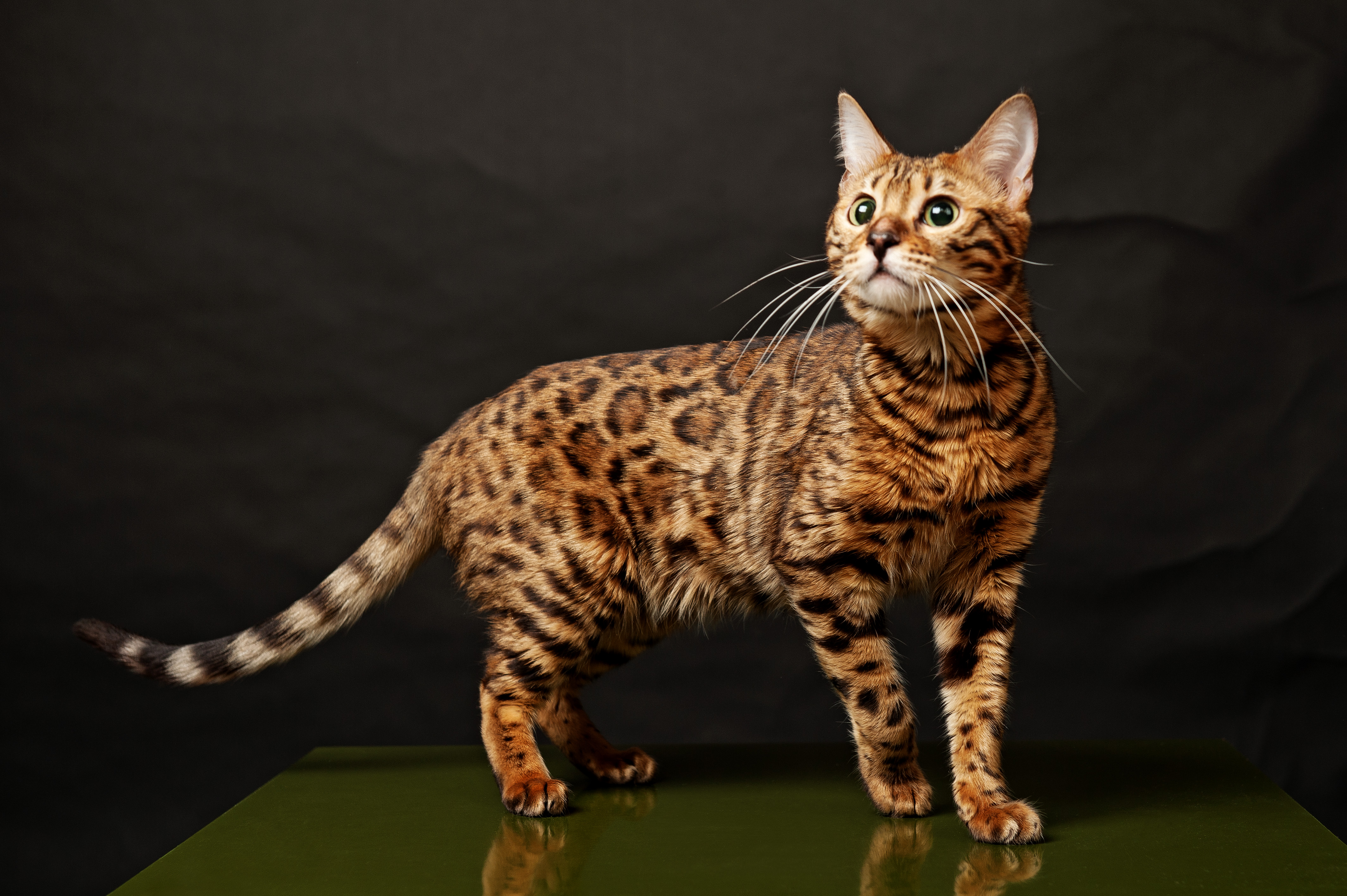 Bengal Cat Backgrounds on Wallpapers Vista