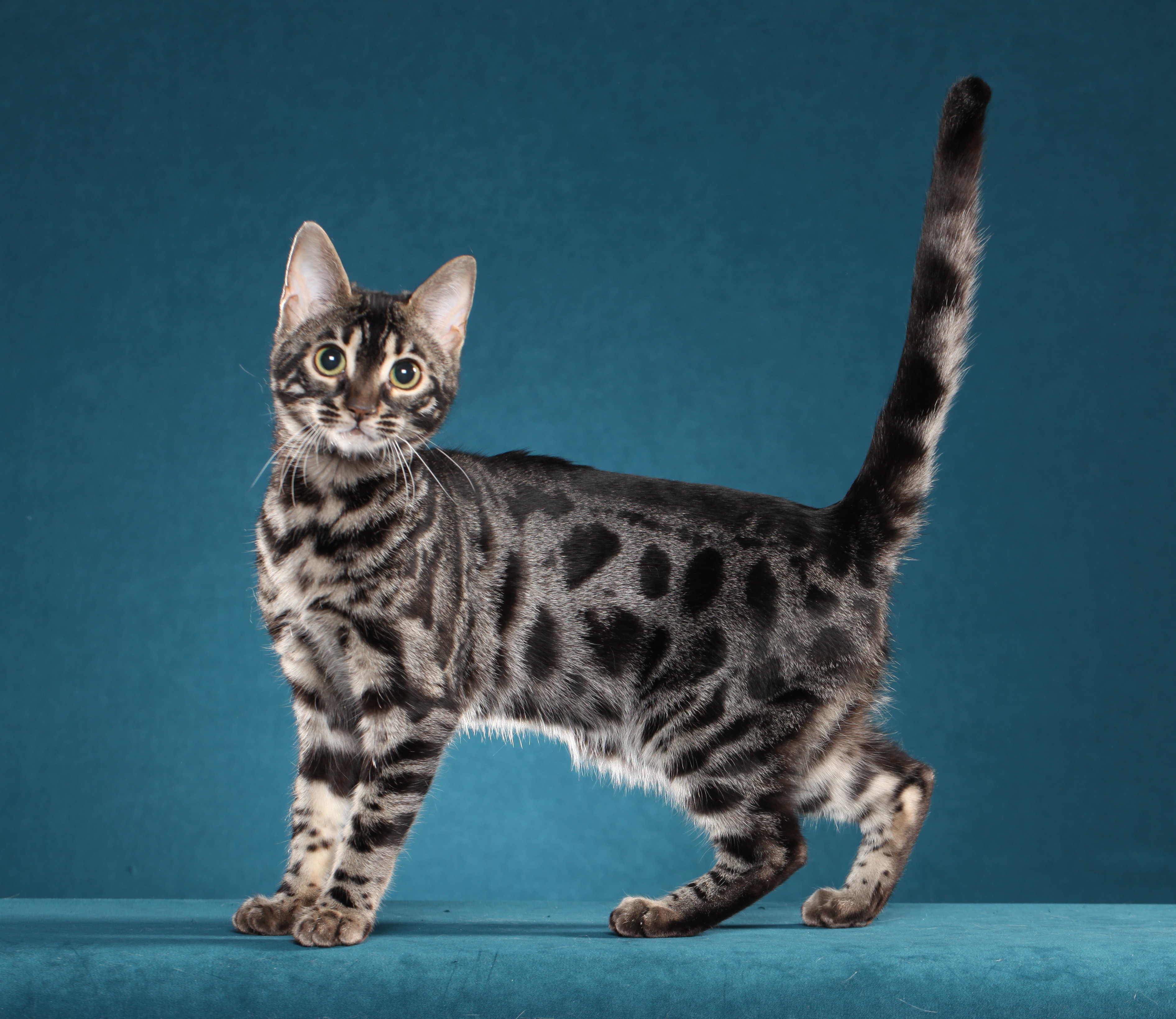 Bengal Cat HD wallpapers, Desktop wallpaper - most viewed