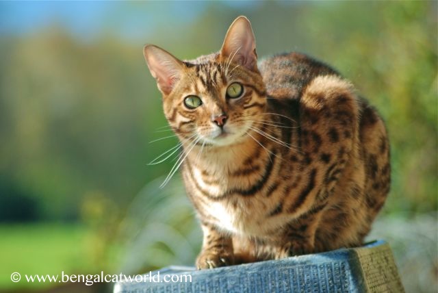 Bengal Cat Pics, Animal Collection