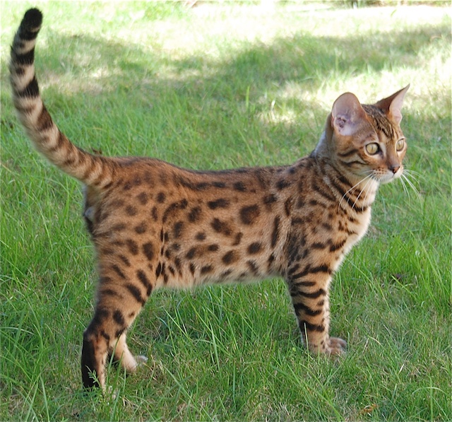 Bengal Cat High Quality Background on Wallpapers Vista