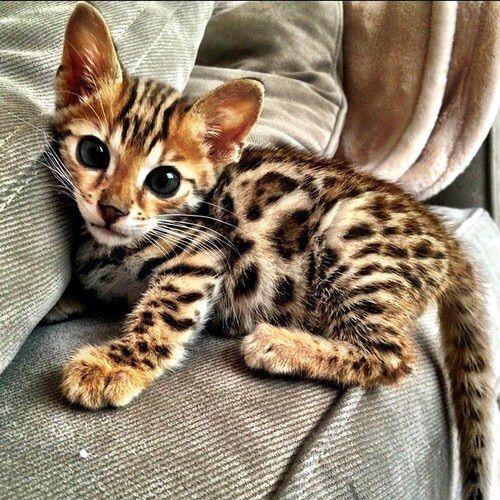 Amazing Bengal Cat Pictures & Backgrounds