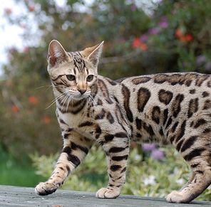 Amazing Bengal Cat Pictures & Backgrounds