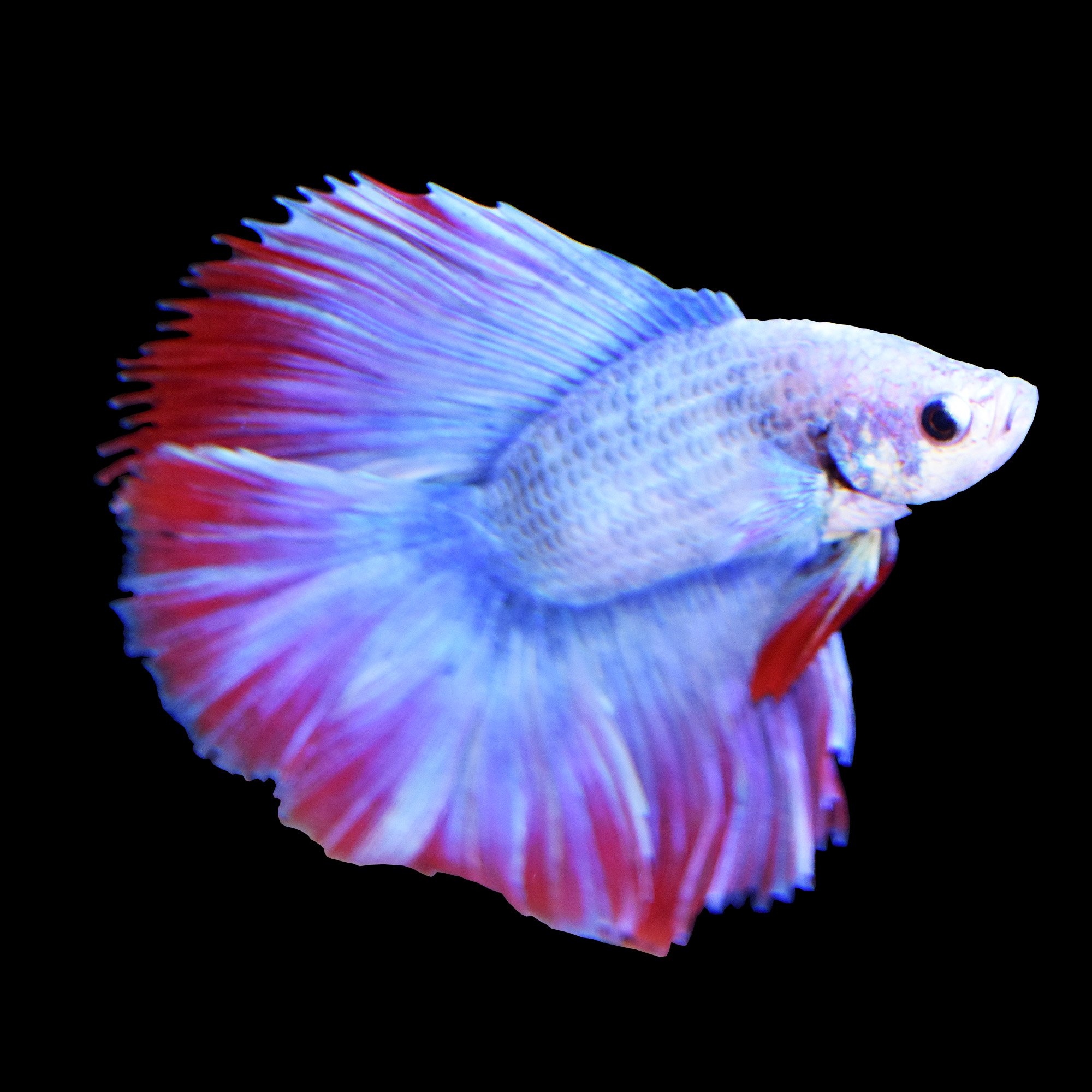 Betta Wallpapers Animal Hq Betta Pictures 4k Wallpapers 2019