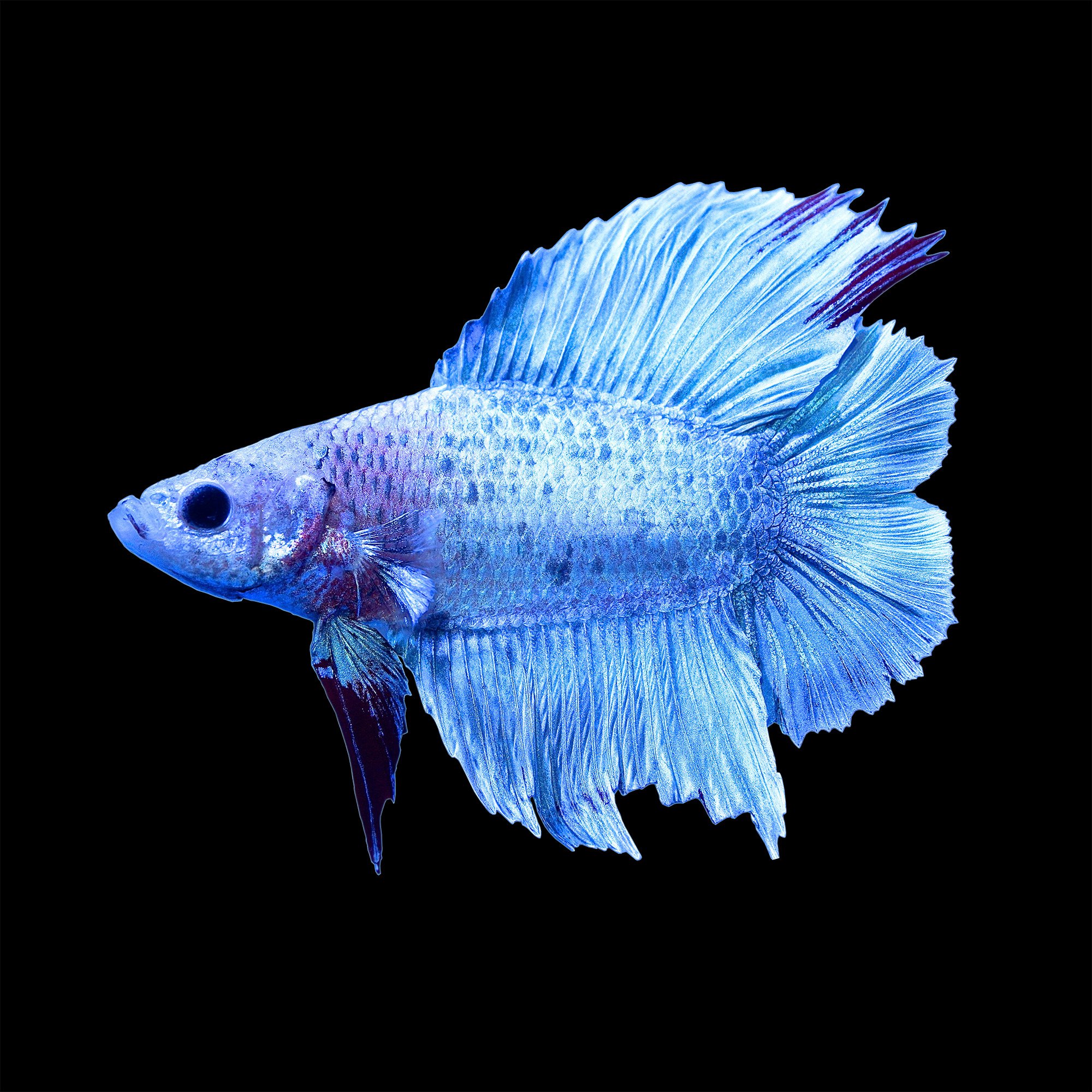 Betta High Quality Background on Wallpapers Vista