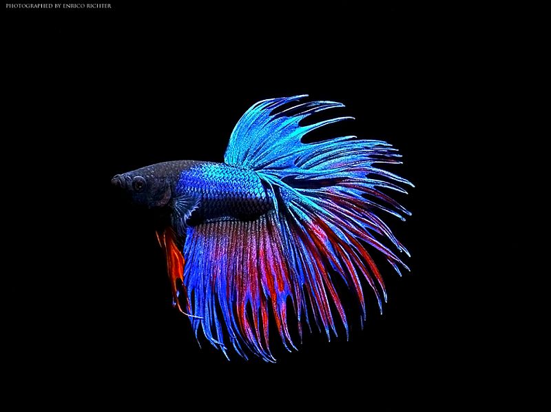 Amazing Betta Pictures & Backgrounds