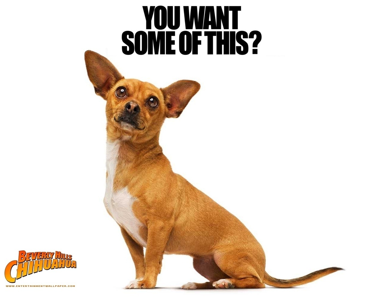 Beverly Hills Chihuahua Pics, Movie Collection