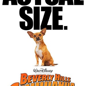 Beverly Hills Chihuahua #10