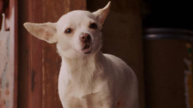Nice wallpapers Beverly Hills Chihuahua 629x354px