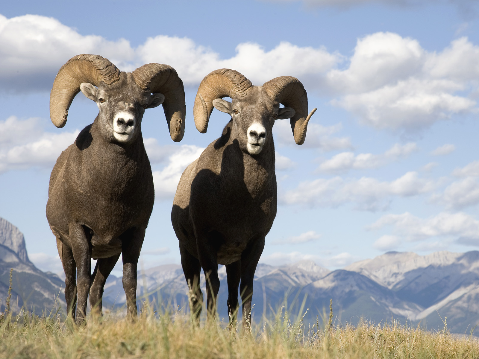 Bighorn Sheep #1