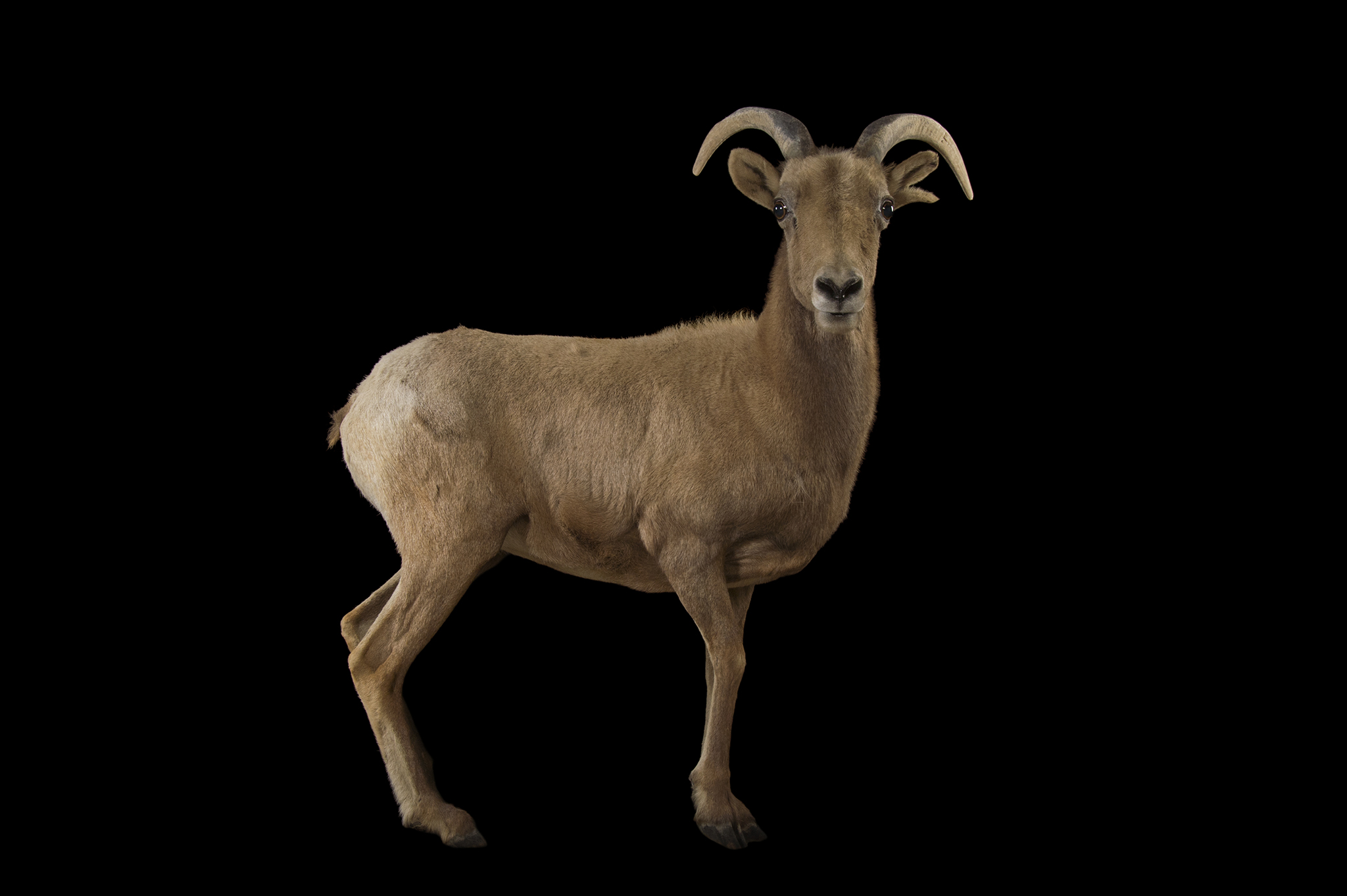 Bighorn Sheep Pics, Animal Collection