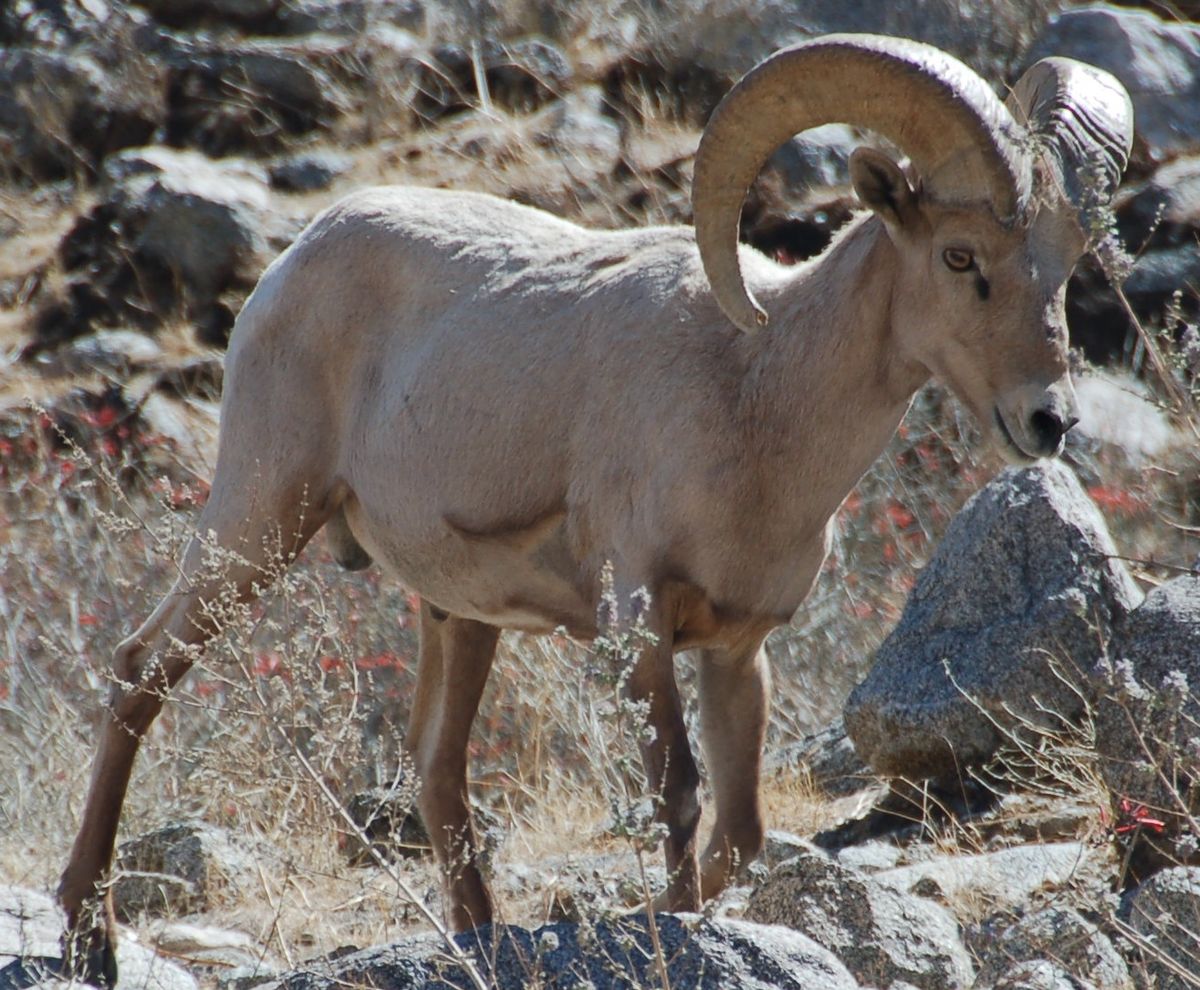 Amazing Bighorn Sheep Pictures & Backgrounds